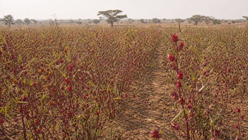 Roselle field in northern Nigeria at harvest, calyces fully coloured
