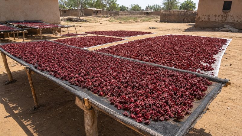 Fresh calyces spread on raised racks for sun-drying